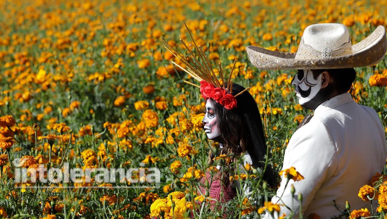 Por temporada de Día de Muertos, SDR espera venta de 40 mil toneladas de  flor de cempasúchil