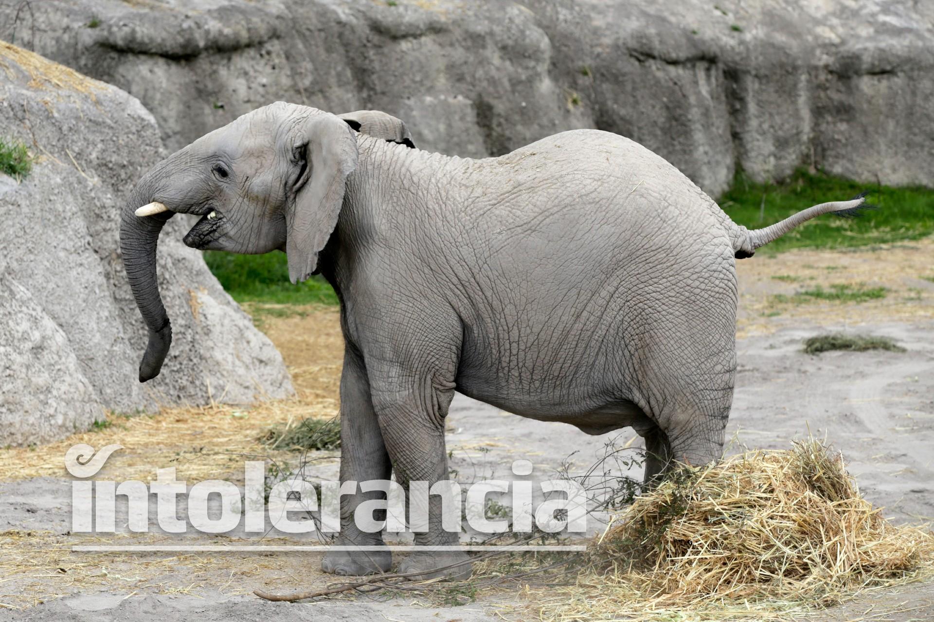 Presenta Africam Safari a "Lester", su elefante apadrinado