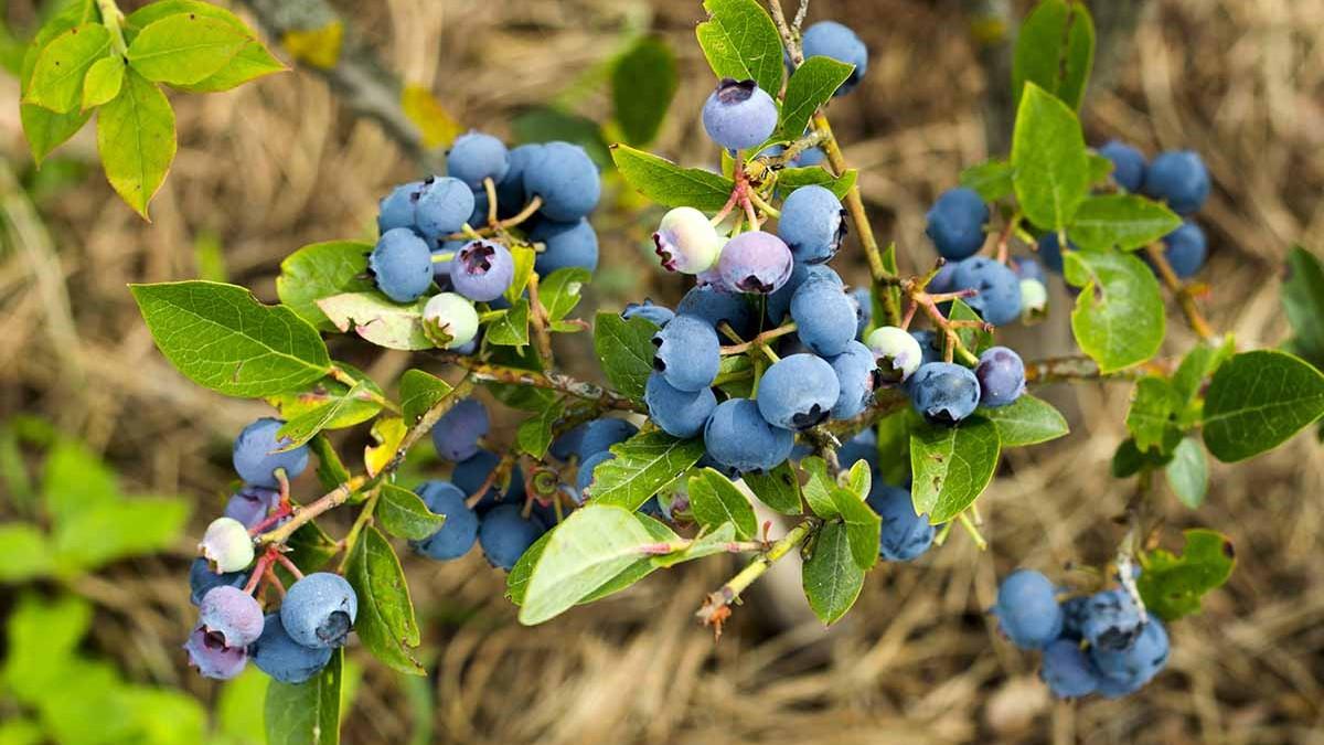VIDEO: destaca municipio de Zacatlán como productor de blue berry